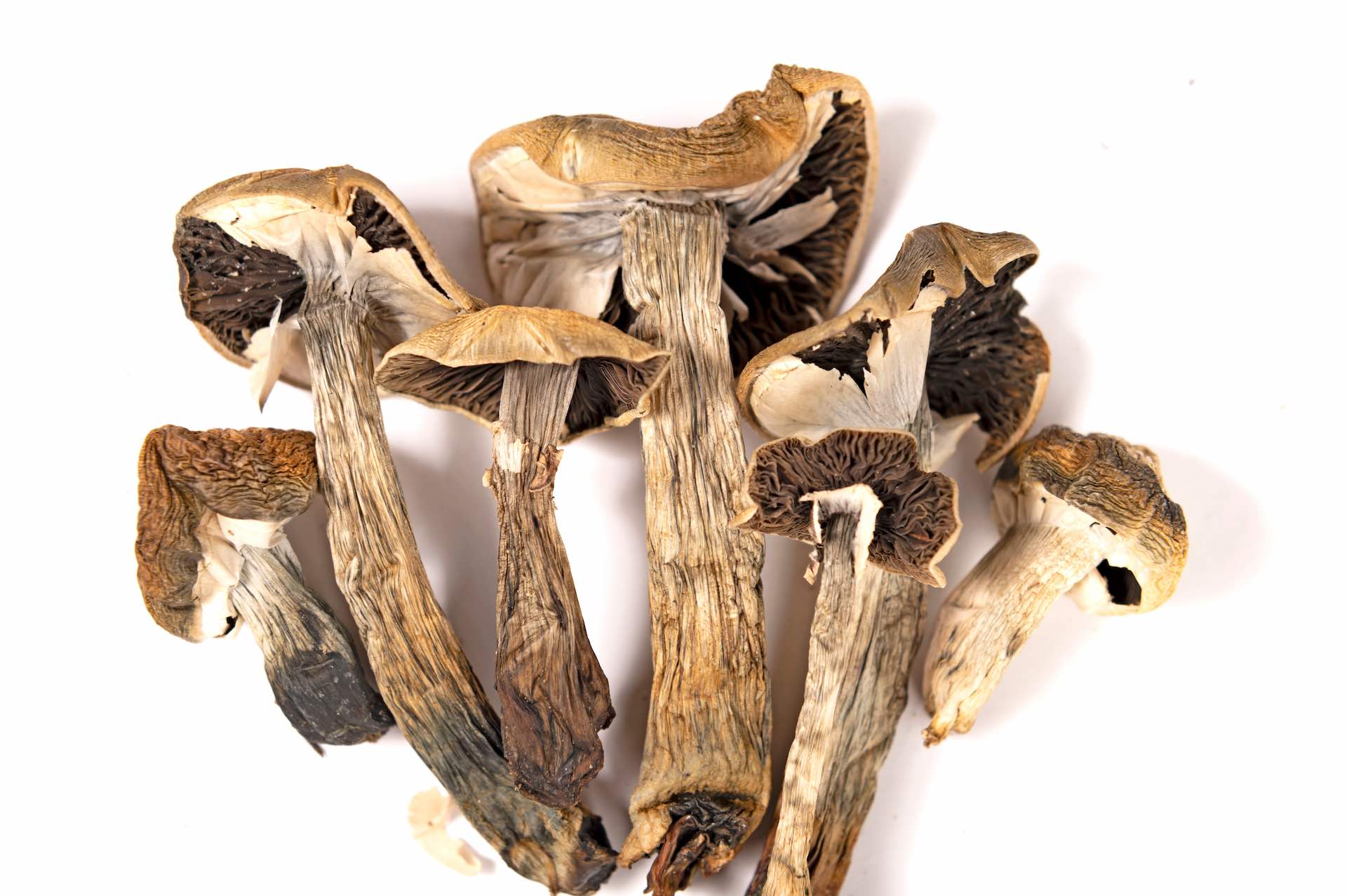 Dried magic mushrooms (psilocybe cubensis)